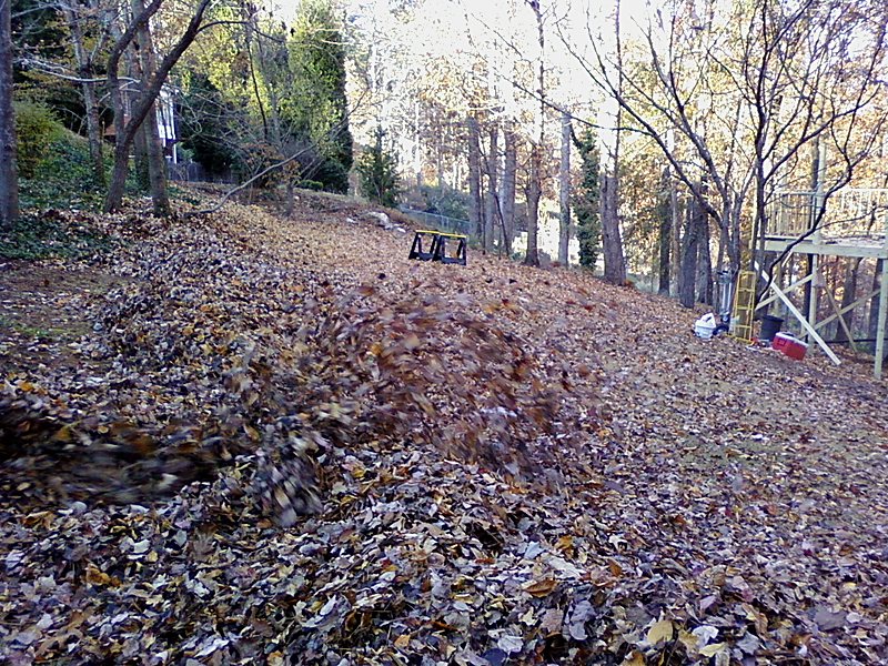 Leaves being cleared from a wooded backyard