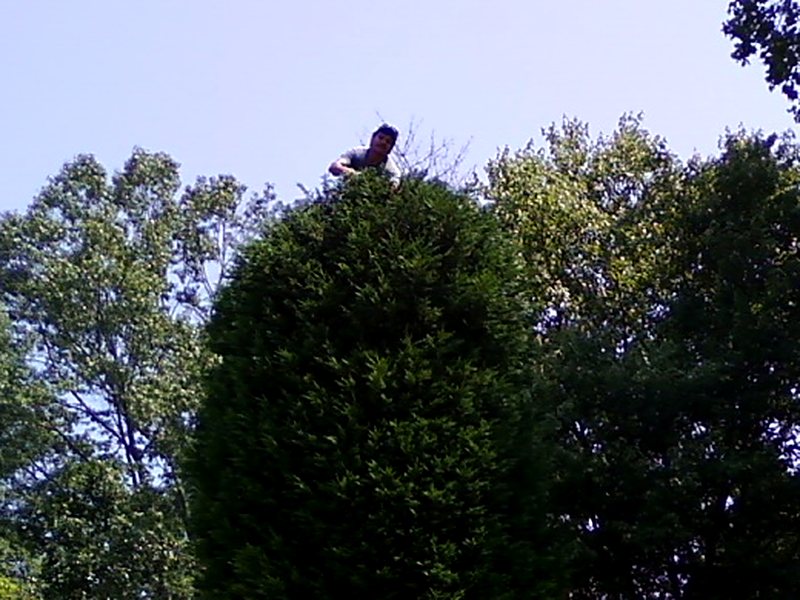 ASF crew member trimming the top of a tall hedge